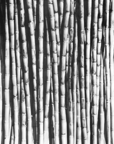 Sugar Cane, Mexico, 1929 by Tina Modotti